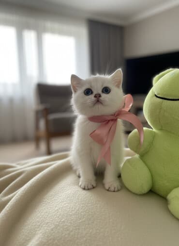 pişik latok: Britan, Erkək, Dişi, Pulsuz çatdırılma — 1