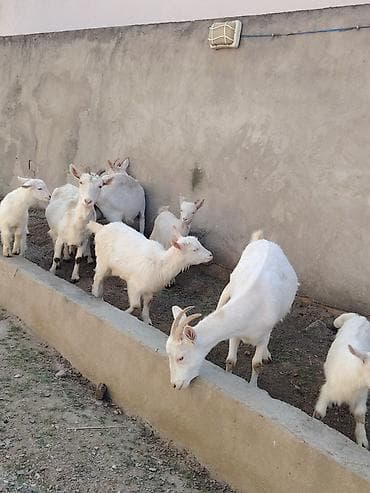 İtlər: Ağ rəngli keçilər və bala keçilər (oğlaqlar) - Cins: yerli süd — 2