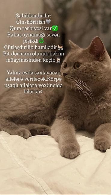 Britan, Dişi, Yaxşı əllərə