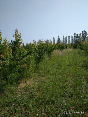 masazirda torpaq satılır: 241 sot, Biznes üçün, Mülkiyyətçi, Kupça (Çıxarış), Texniki pasport — 8