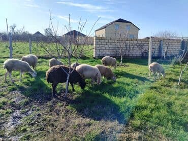 Ördəklər: Satış üçün xırdabuynuzlu heyvanlar – qoyun sürüsü - Növ: qoyun (ağ və — 7