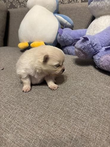 Yarı dekorativ ölçüdə balaca it balaları Məhsul təsviri: - Şəkillərdə — 5