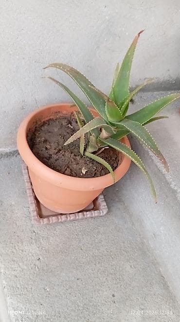 tulpan sekilleri: Aloe vera (sukulenti) – torpaq qabda - Bitki: Aloe vera, ətli — 1