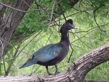 pişik yarım tip: Təmiz cins zümrüdü lal ördəklər satılır. Başları ağarandan deyil. 3 — 4