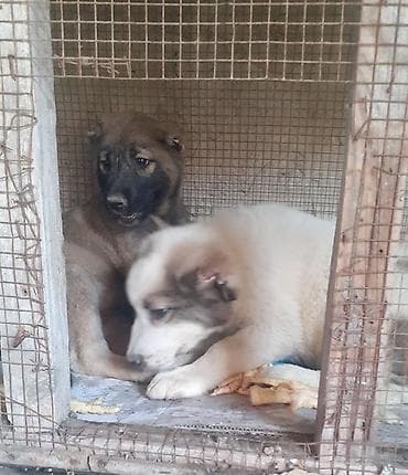 tap. az heyvanlar şabran: Alabay, 1 ay, Dişi, Ünvandan götürmə — 7
