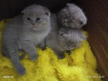 Şotland yastı qulaq, Pulsuz çatdırılma