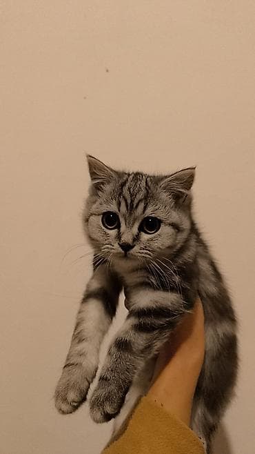 Qızıl şinşilla — 5