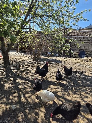 xoruz satişi: Xoruz, il: 1 — 4