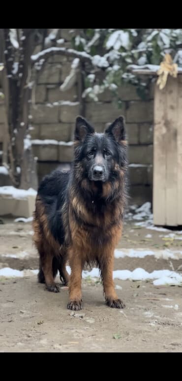 tüklü itlər: Alman çoban iti, 3 ay, Erkek, Peyvəndli — 2