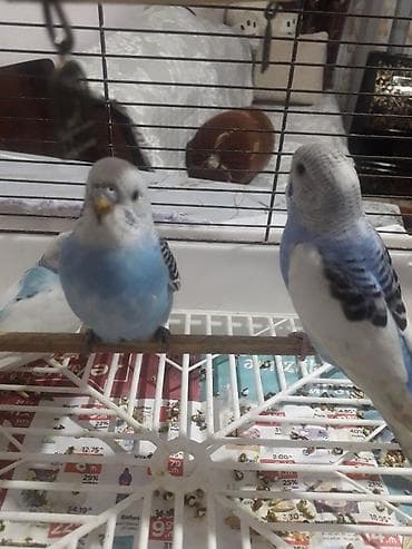 quslar: Quşlar 10azn 
sarı quş 20azn — 3