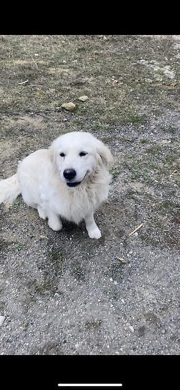 Başqa xidmətlər: Retriver temiz Ev itidir dil kamanda bilir oynamagi sevir remensiz — 6