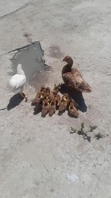 pisik balası: Öküz ürəyi balalari təmiz amerkan ördəyinin balaları — 1