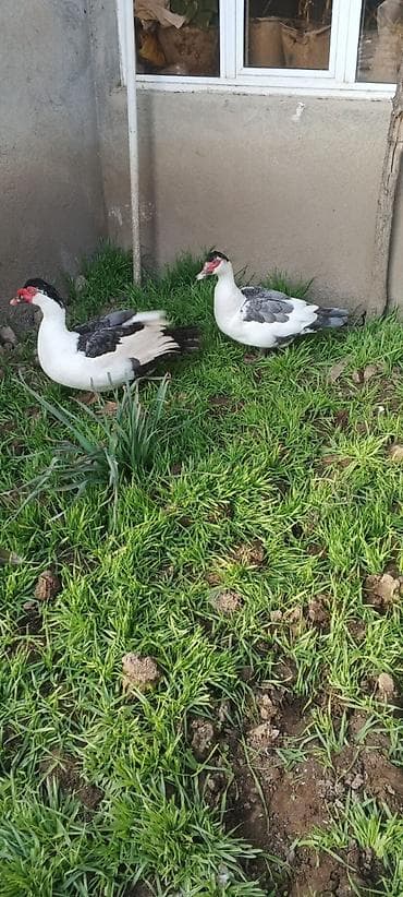 Atlar: SATILIR CÜT TƏMİZ ORGİNAL BLƏÇKHƏAT XORUZ FƏRƏ — 4