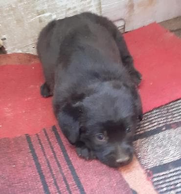 it alanlar: Labrador-retriver, 1 ay, Dişi, Peyvəndli — 4
