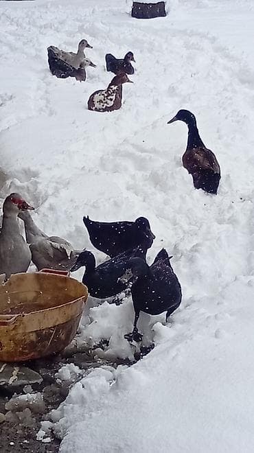 ana ari satisi: Putun növ heyvanların satışı var size ne cür heyvan lazimdasa bize — 7