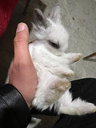 yeher satisi: Dekorativ Lionhead bala dovsanlar Ve Qulaqi sallag dovsanda satilir — 5