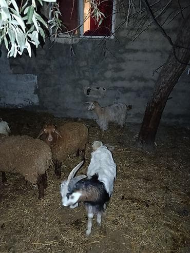 heleb kecisi: Qoyun-keçi sürüsü - Şəkillərdə müxtəlif cinsli qoyun və keçilərdən — 8