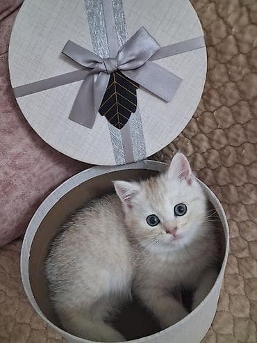 Gəmiricilər: Şinşilla, Dişi, Yaxşı əllərə, Ünvandan götürmə, Ödənişli çatdırılma — 10