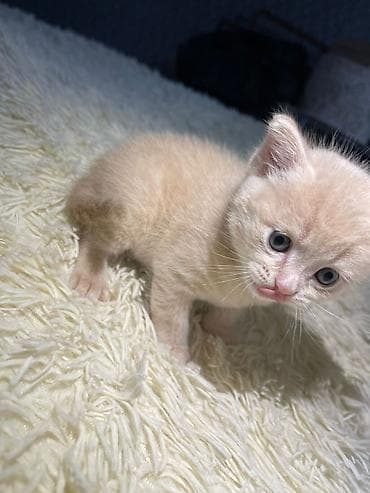 pisik oyuncaqlari: Britan — 2