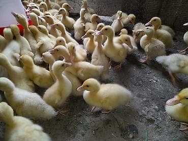 danisan qus: Pekin ordek balalari 20 qunlukduler ətlik yumurtaçı xəttlərdən — 4