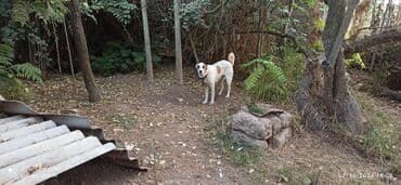 heyvanlara verilen adlar: Гурдбасар, 5 лет, Самка, Самовывоз — 1