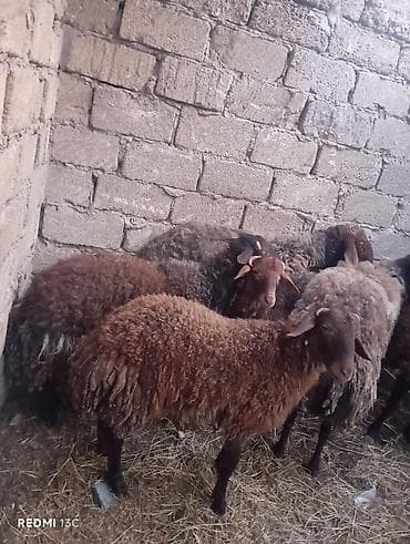 Digər heyvanlar: Qoyun sürüsü – yerli ətlik/yunlu tip - Rəng: tünd qəhvəyi və qara — 5