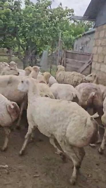 ala it: Dişi, il: 1, Damazlıq, Pulsuz çatdırılma — 4