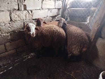 edilbay qoyunu: 2dene kok olani satilir 2side erkeydi qiymet sondu — 2