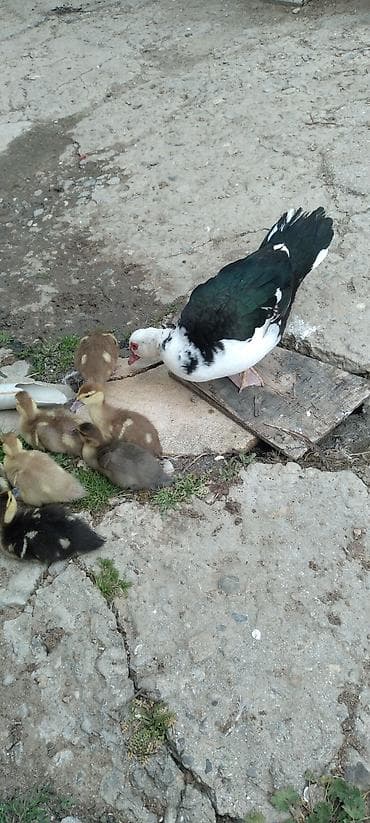 ordek novleri: Satılır: indoördəklərin balaları (musk ördək civcivləri) - Növ — 4