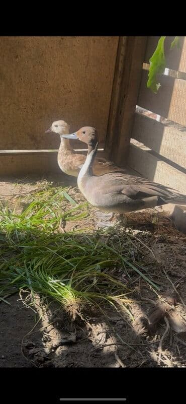 çöl ördeyi: Dişi, Damazlıq, Pulsuz çatdırılma — 3