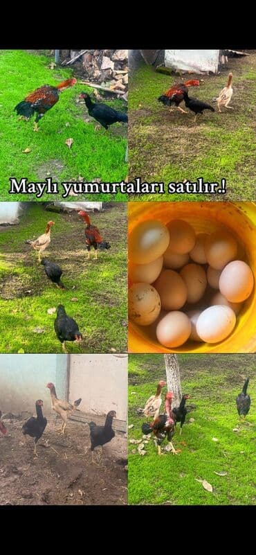 Yumurta: Temiz qan sosyet fərələrinin yumurtalari satilir ve barterde edilir — 2