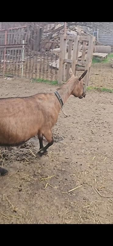 iri buynuzlu: Südqocalı dişi keçi - Cins: südlük tipli, qəhvəyi-qara rəngdə — 4