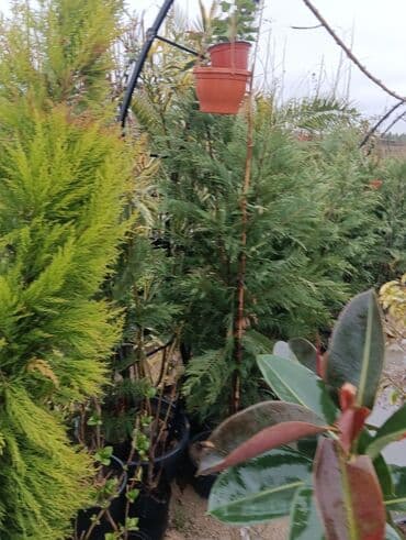 Gübrələr: Arka satlr 300 — 3