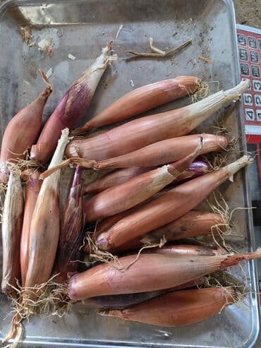 Alfa Romeo: Sekilde gorduyunuz saglam hovsan soganlari minimum 50 kq,100 kq — 8