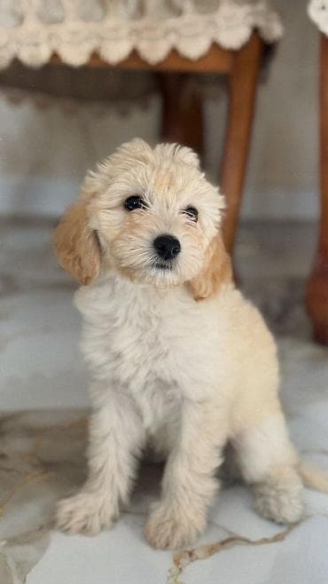 haski balasi satilir: Malta bolonka, 5 ay, Dişi, Peyvəndli — 1