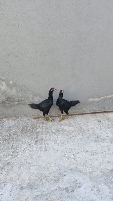 kənd toyuqları: Toyuq, Damazlıq — 9