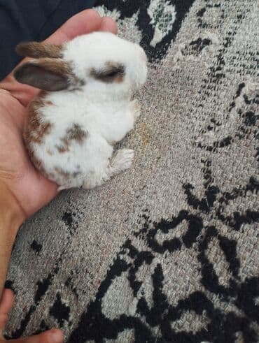 dovşan yuvasi: Cins Dovşanlar yerli dovşan deyillərçəkiləri 3.500 civarı olur — 3