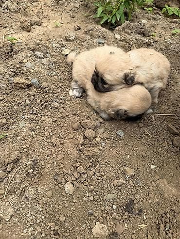 avcarka bala: Pekines, 1 ay, Dişi, Peyvəndli, Rayonlara çatdırılma — 6