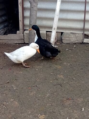 en ucuz itler: Salam,7ayliq ordeklerdi erkey feredi.hem etlik hem damazliqdi.cutu — 3