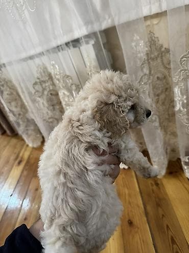 böyüməyən it cinsləri: Pudel, 1 ay, Dişi, Ödənişli çatdırılma — 3