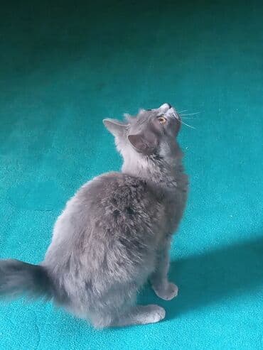 золотая шиншилла купить: Boz tüklü, uzun quyruqlu ev pişiyi - Rəng: Tünd-boz (bütöv monoxrom — 1