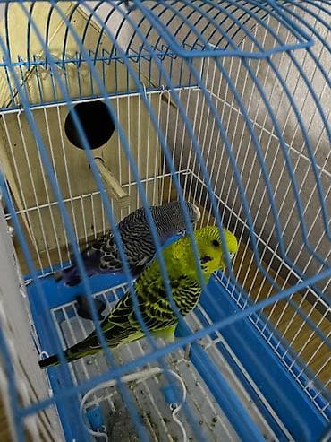 darling it yemi: 2 papuqay, qefes, su qabi, yem qabi ve yuva — 3