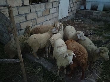 körpə quzu: 9 Baş quzu satılır 5 dişi 4 erkek kom satılır — 3
