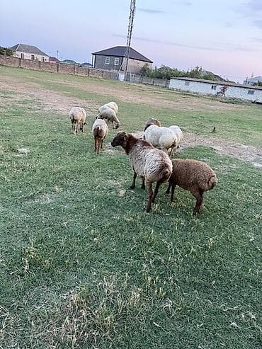 qoyun derisi: 9 baş qoyundur, 4 ü boğazdır. Biri 3 cü qarındı. Qısırlarda var — 3