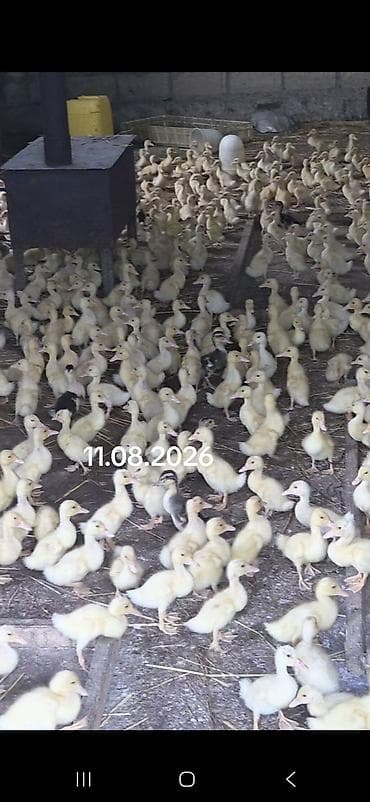 bakıda cucə satışı: 10 gunlik temiz pekin kuban ordekleri 
qiymet 2manat 20 qepik — 1