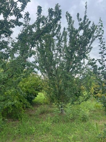 tap az evler kirayə xudat xacmaz qubada: Bakı, 100 kv. m, 3 otaqlı, Hovuzsuz, Qaz, İşıq, Su — 19