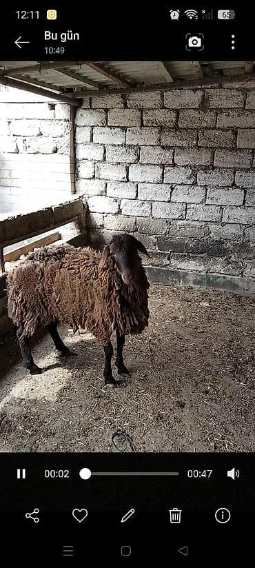 qoyun sortlari: Salam temiz damazlıq heyvanlardır. Toğlu 1 yaşı var qoyun sürməsinə — 1