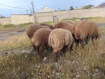qoclar: Qurbanliq quzular 6 ədədi böyuk buynuzlu satilmir 2 erkəy 4 dişi kom — 3