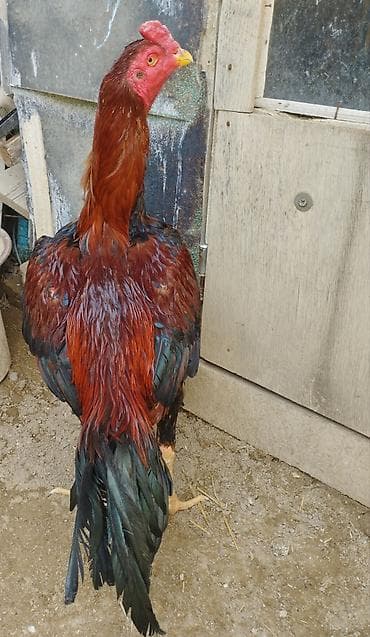 gəncə toyuq satan: Xoruz, Heyratı, il: 2 — 2