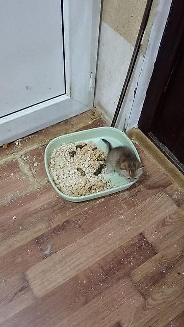 pişik siyam: Britan — 2